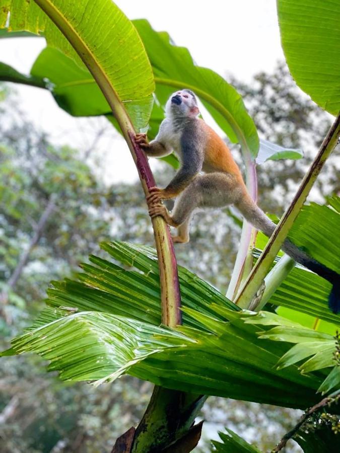 Suenos De Amor! Hermoso Y Acogedor Lugar Quepos Zewnętrze zdjęcie