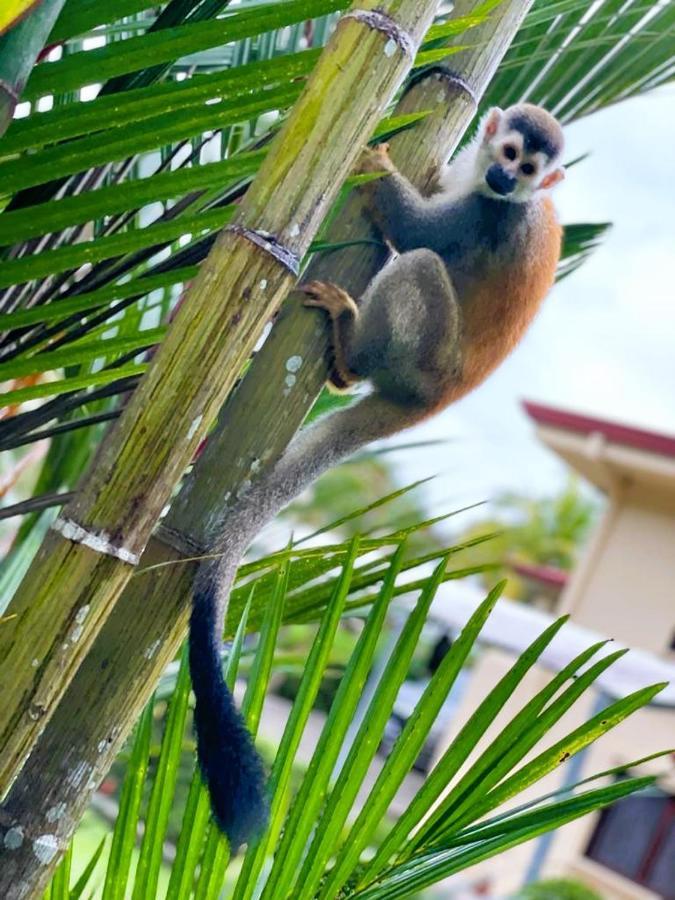 Suenos De Amor! Hermoso Y Acogedor Lugar Quepos Zewnętrze zdjęcie